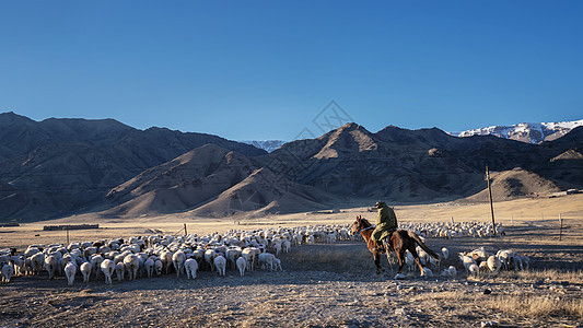新疆游牧牧羊人图片