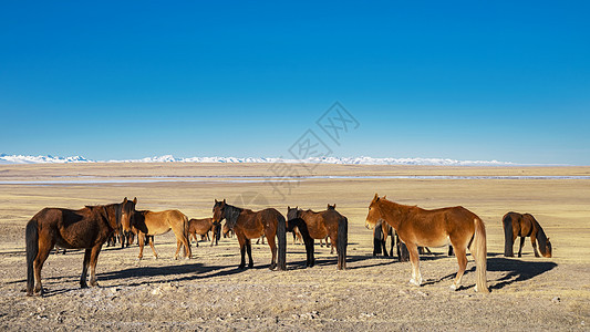 新疆游牧牧马人马群图片