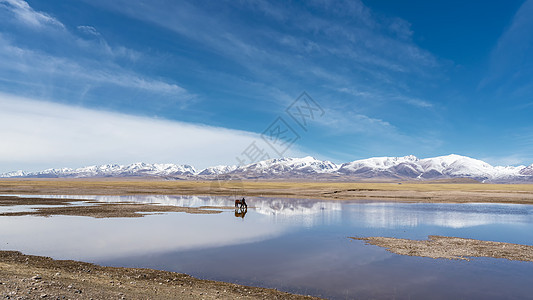 新疆天鹅湖自然保护区图片