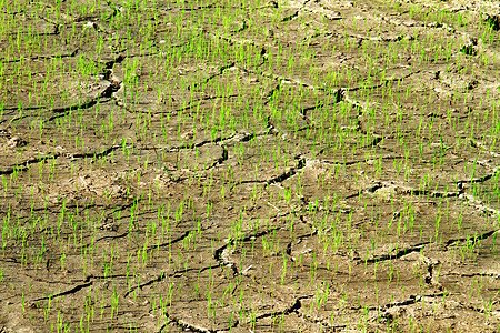 干裂的稻田背景图片