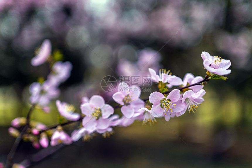 桃花图片