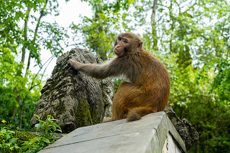 手绘猴子贵州黔灵山野生猕猴背景