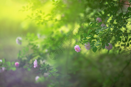 蔷薇花香夏至色彩花高清图片