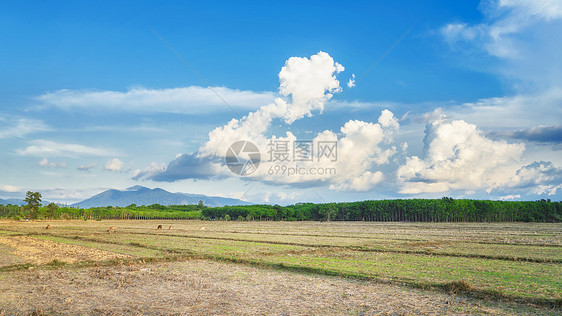 农业农田农场种植图片