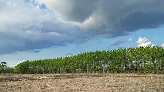 东南亚橡胶树林背景图片