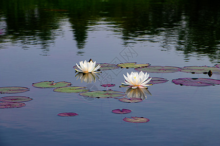 徐州云龙湖水中盛开的睡莲图片素材