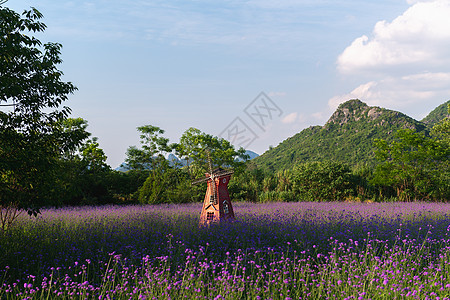 柳叶马鞭草花海高清图片