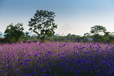 柳叶马鞭草背景