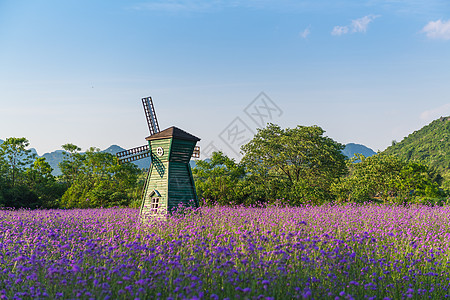 蝉柳叶柳叶马鞭草花海背景