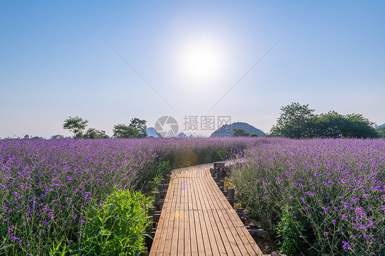 柳叶马鞭草图片