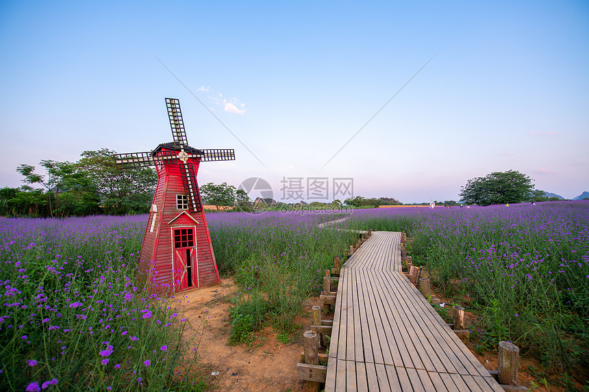 柳叶马鞭草花海图片