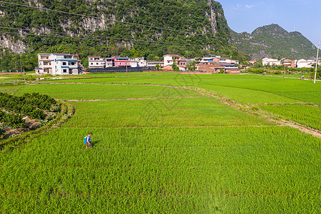 正在水稻田里喷洒农药的农民图片