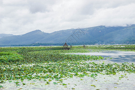 缅甸茵莱湖荷叶图片