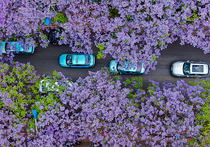 路边风景昆明蓝花楹航拍背景