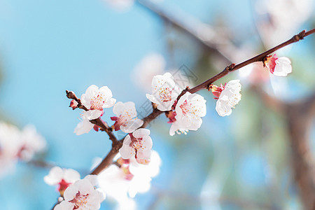 春天的杏花背景图片