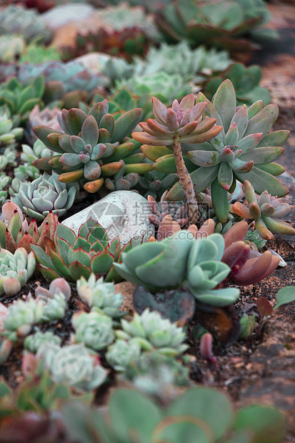 多肉植物图片