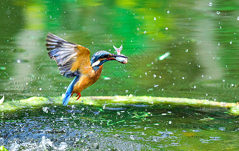色彩动物翠鸟吃鱼背景
