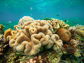 海底五颜六色的珊瑚礁图片