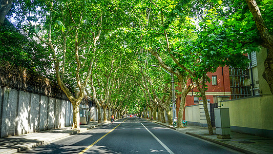 马路侧面夏日林荫马路背景