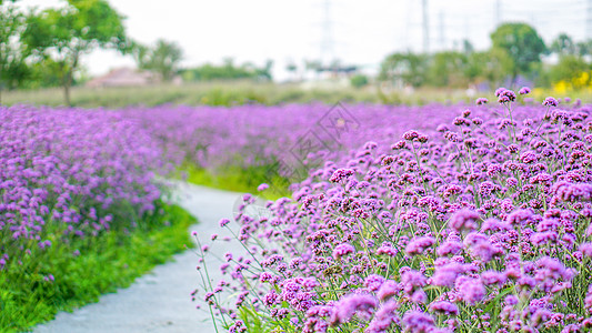 马鞭草属夏日紫色花海小径背景