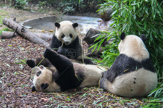 玩耍中的大熊猫图片