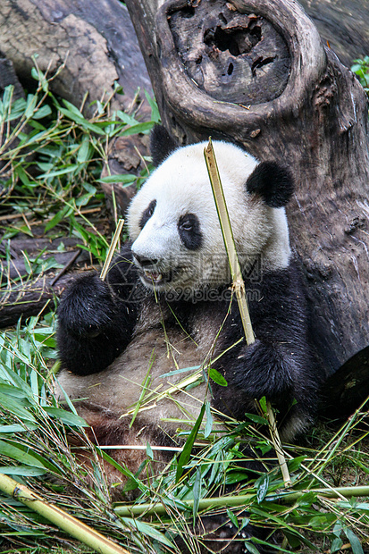 正在进食的大熊猫图片