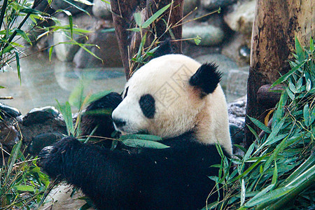 正在进食的大熊猫四川大熊猫栖息地高清图片素材