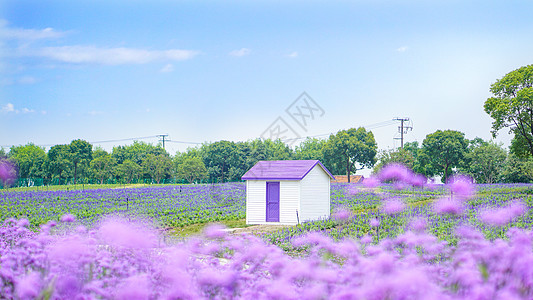 马鞭草花海薰衣草花田里的小木屋背景