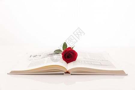 520玫瑰花与书本图片