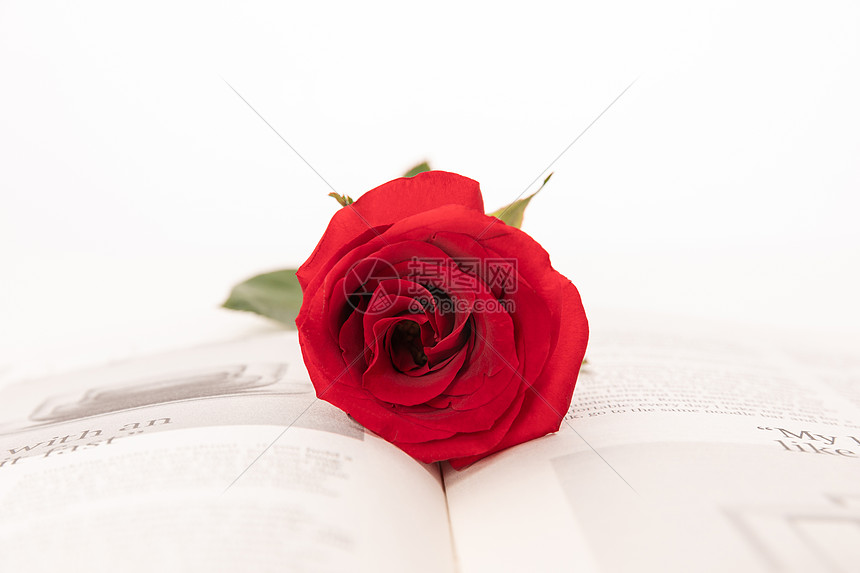 玫瑰花与书本