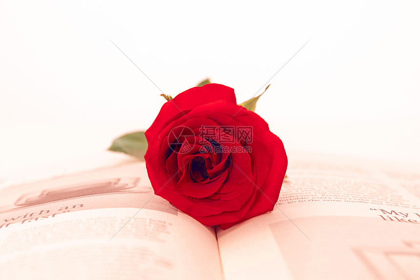 玫瑰花与书本