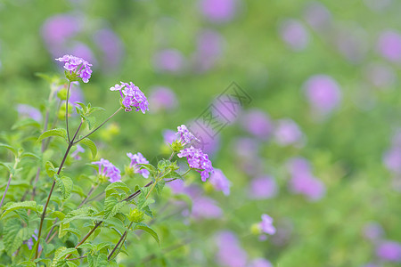 紫色野菊花夏天的小野花背景