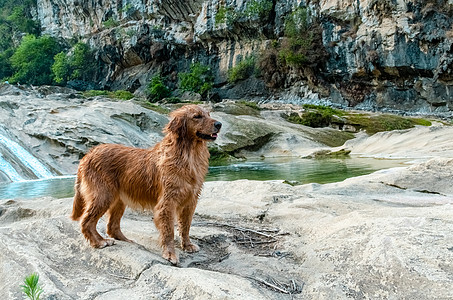 户外游毛笔字宠物狗狗金毛犬户外遛狗背景