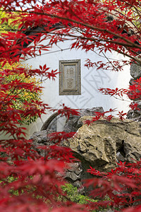 南京总统府红色枫叶图片