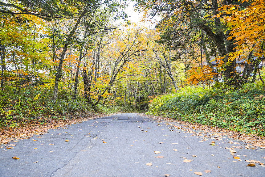 自然保护区道路的秋天风景道路图片