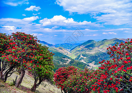 云南杜鹃花云南昆明寻甸杜鹃花海背景