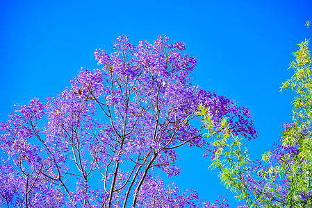 昆明全景云南昆明蓝花楹盛开背景