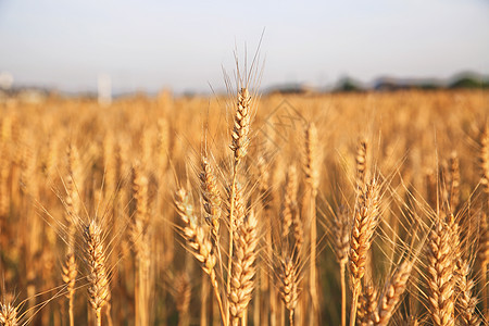 农产品logo麦田背景