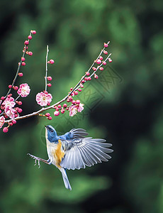 红胁蓝尾鸲梅花与鸟高清图片