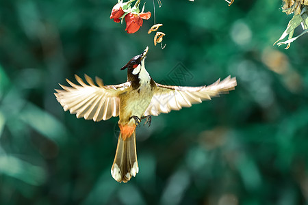 红耳鹎捕食飞翔鸟儿高清图片