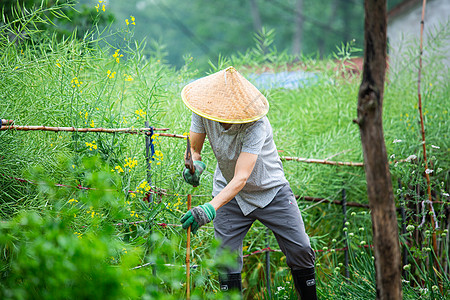 农民耕作男子田里搭番茄架子背景