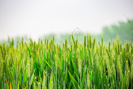 绿油油的麦子背景图片