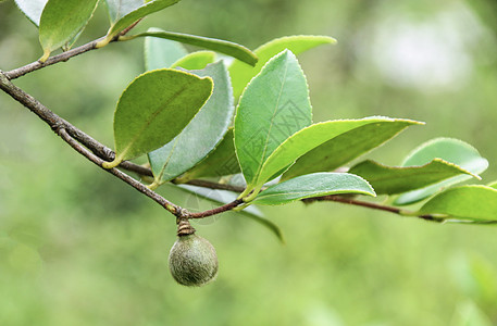 未成熟的山茶油果背景图片