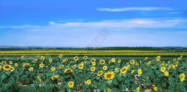 内蒙古博物院葵花背景