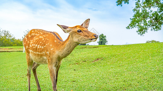 奈良公园草地上的小鹿背景