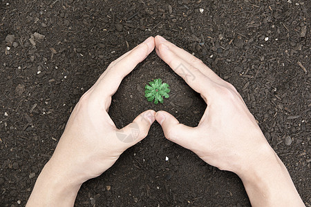 双手捧起泥土里的植物图片