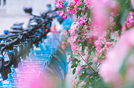 夏天盛开的蔷薇花与共享单车高清图片
