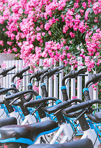 夏天盛开的蔷薇花与共享单车背景图片