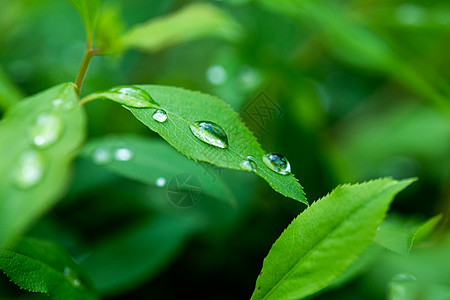 水纹水珠海报清新拍摄雨后树叶有水珠海报素材背景