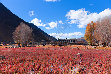 稻城红草地稻城红草滩风光背景